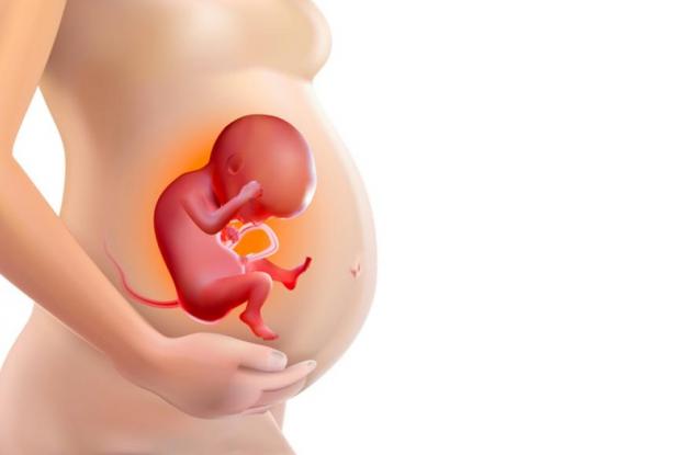 Какво чувства бебето в корема на мама