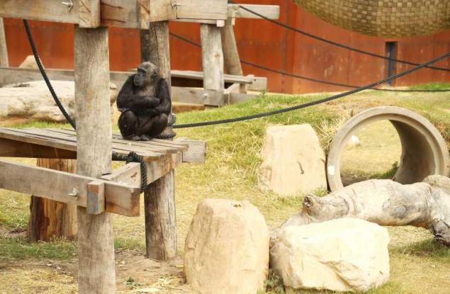 Шимпанзета провеждат разговори в Zoom всеки ден