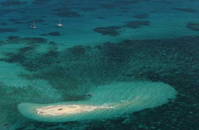 Откриха 400-годишен корал в Големия бариерен риф