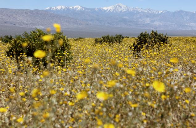 Цъфтежът на диви цветя превръща Долината на смъртта - най-сухото място в Северна Америка, в "златен" килим 
