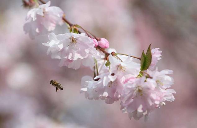 Дърветата в Истанбул цъфнаха за Коледа, страната преминава в друга климатична зона