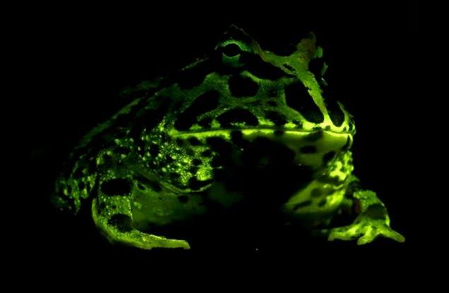 Жабите сияят в здрача