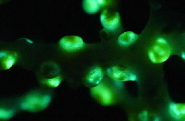 Този сияещ в зелено корал е първият докладван случай на биолуминисценция в дълбоководна пещера