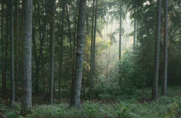 Тропическите дървета използват социално дистанциране, за да поддържат биоразнообразието