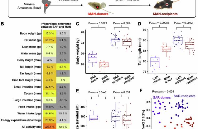 Чревните микроби предават поведенчески черти на потомството при мишки независимо от гените