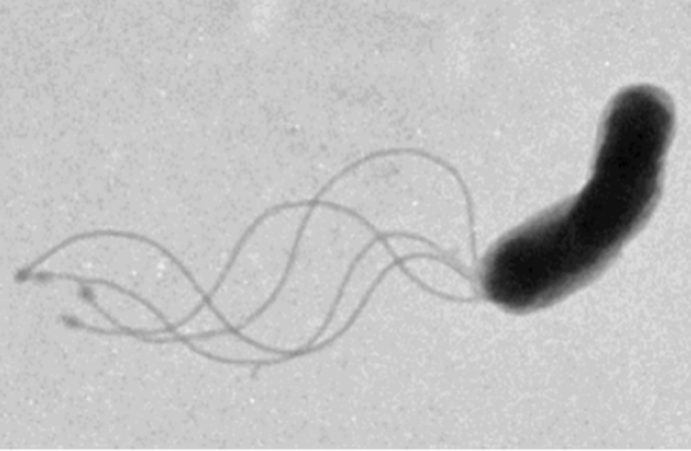 Ето как всъщност плуват бактериите