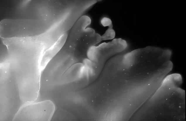 Едни от най-примитивните животни на Земята са способни да се сгъват като оригами