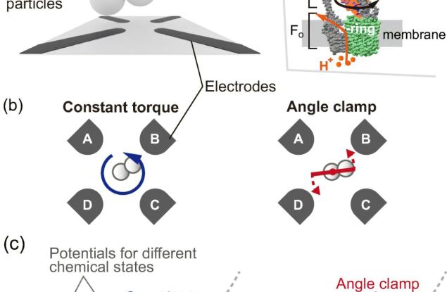 Как биологичните двигатели постигат максимална ефективност
