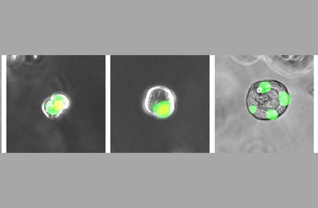 Учени откриха чисто нов тип клетка в човешкото тяло