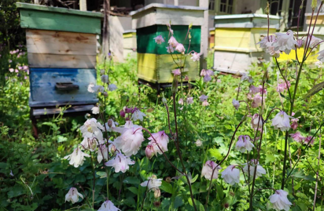 Климатичен капан: Пчелите у нас оцеляват все по-трудно
