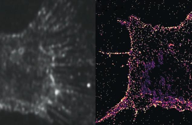 Клетъчното деление – такова, каквото не сме го виждали никога досега