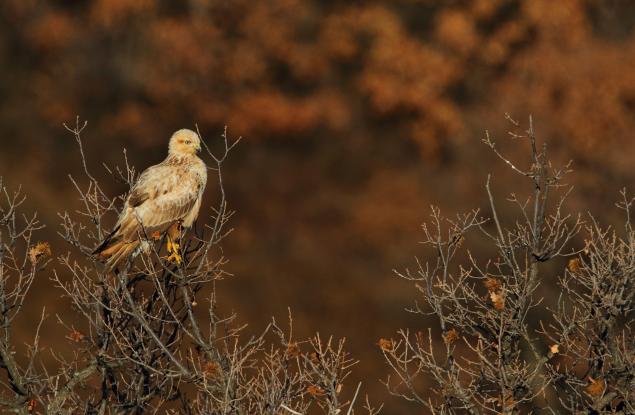 За устрема на птиците към севера и как климатът променя териториите им