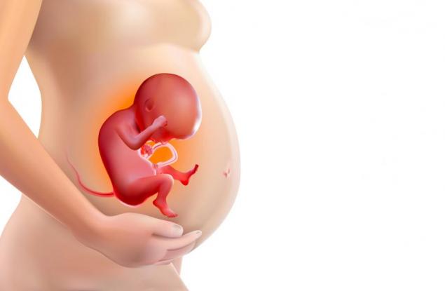 8 любопитни факта за бебето в утробата