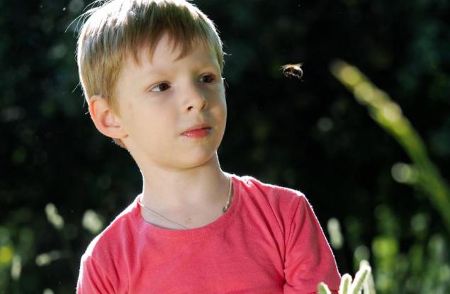 Ако ви ужили пчела, извадете жилото и сложете лед 