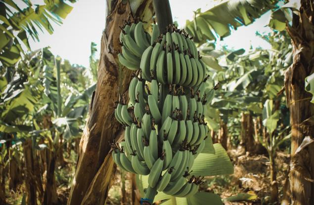 Учени предлагат да използваме бананови дървета в борбата с горските пожари
