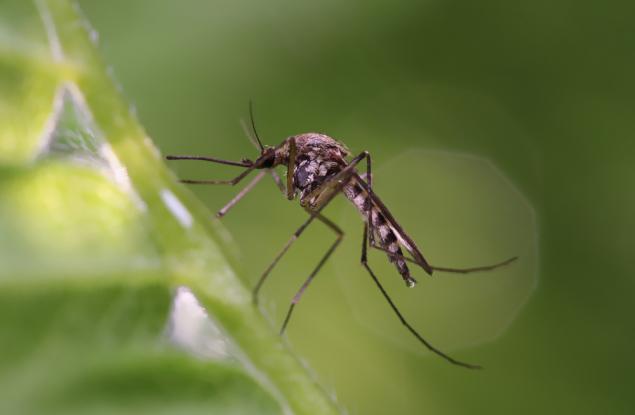 Учени определиха цветовете, които привличат комарите 