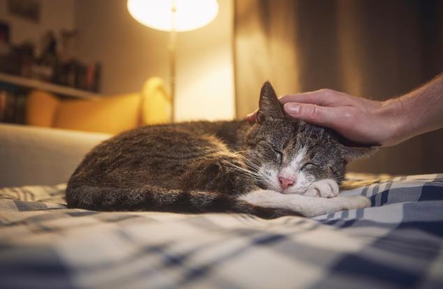 Котките могат да държат ключа към лечението на рака при хората