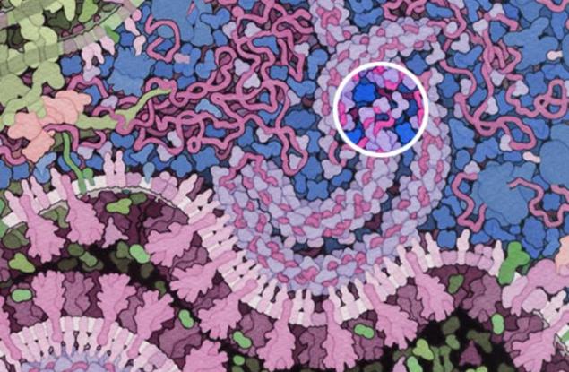 Как коронавирусът побеждава вродения имунен отговор