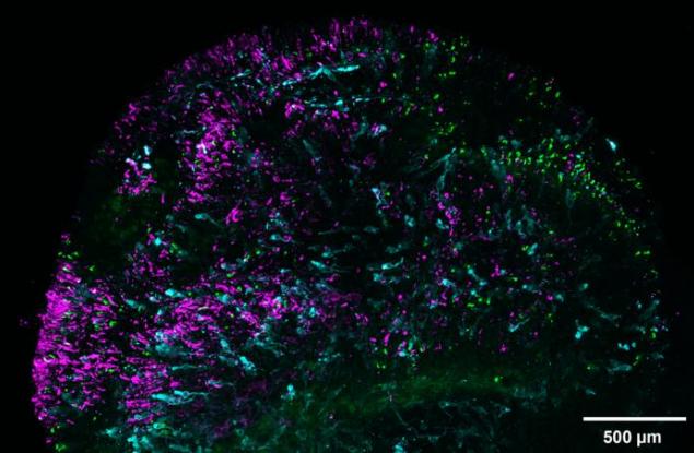 Ретина, отгледана в лаборатория, обяснява защо хората виждат цветове, а кучетата не могат 