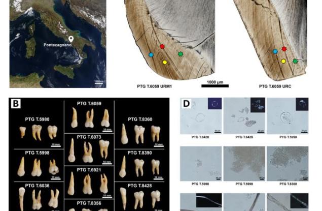 Зъбите разкриват живота в желязната епоха: учени изследват здравето и храненето на древни хора в Италия