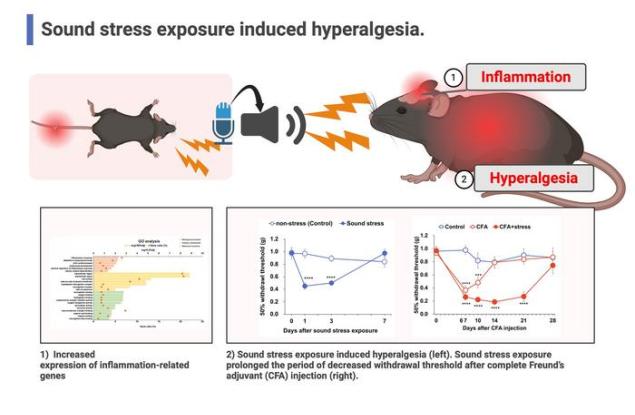 Звуковият стрес може да удължи и засили болката