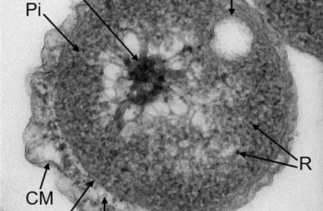 Учени изолираха непознати морски дълбоководни бактерии 