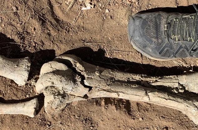 В Австралия откриха уникални останки на потенциално най-голямата птица в света