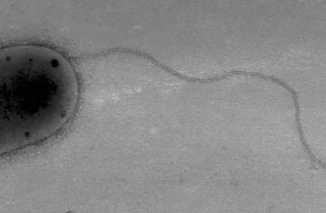 Откриха микроби, непознати на науката, на Международната космическа станция