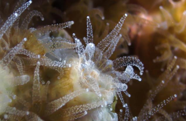 Когато коралите спят зимен сън, техният микробиом се реконструира