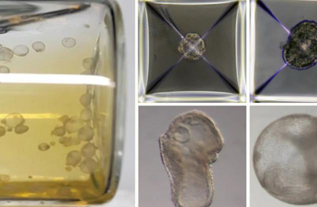 Създадоха синтетични ембриони от мишка без необходимостта от яйцеклетка, сперматозоид или утроба