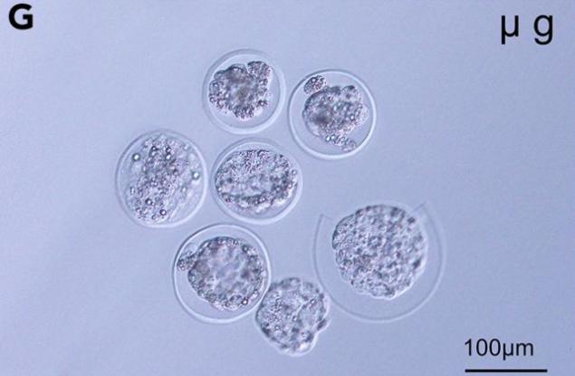 Отгледаха миши ембриони в космоса за първи път