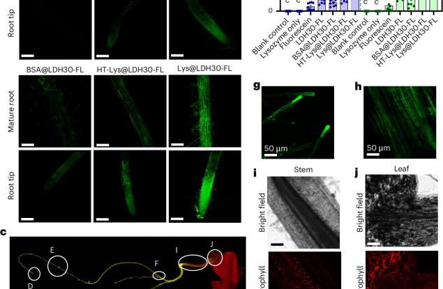 Наночастици успешно доставят генетичен материал на растенията чрез корените