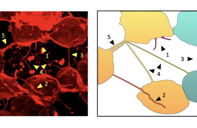 Клетките в живите ембриони използват миниатюрни тръбички, за да изпращат пратки една на друга