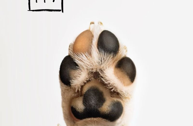 117 осиновени животинки от кампанията „БезДОМен или ДОМашен? Ключът е в теб!“