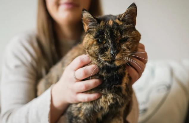 Запознайте се с Флоси – най-старата котка на света