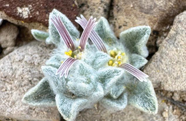 Американски учени откриха нов вид цвете в Западен Тексас