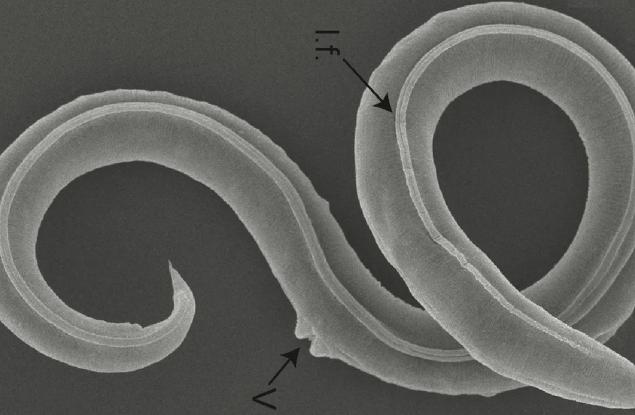 Съживиха червей, прекарал 46 000 години в сибирската вечна замръзналост