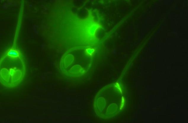 Откриха първото въобще животно, което не се нуждае от кислород, за да оцелее