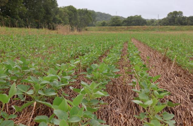 Регенеративното земеделие: защо почвата е първата линия на адаптация към климата