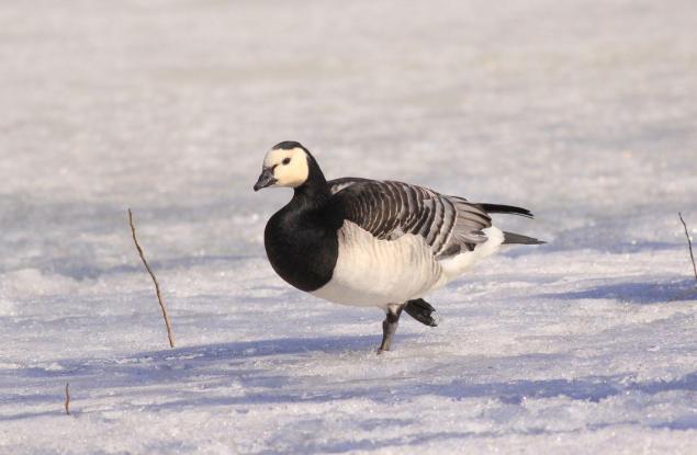 Фалшива пролет, внезапна зима: птиците в климат на изненади