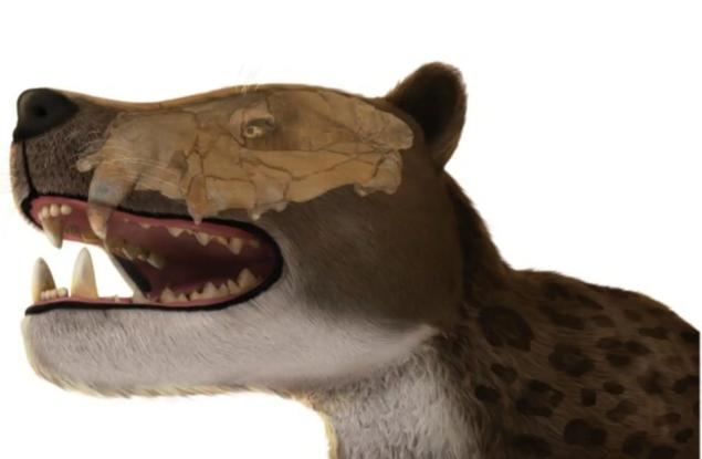 Откриха останки от неизвестен вид месоядно животно в египетската пустиня