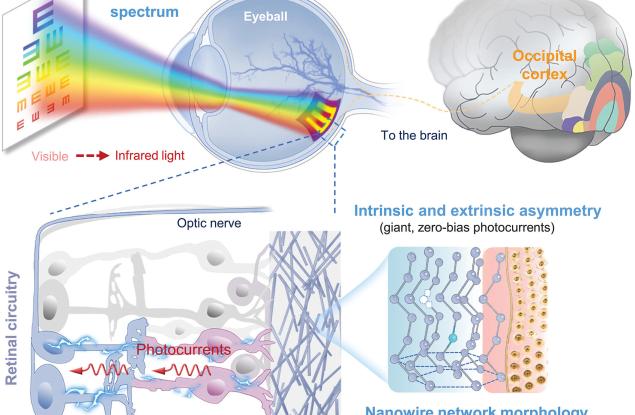 Ретинална протеза от наножици частично възстановява зрението при слепи мишки