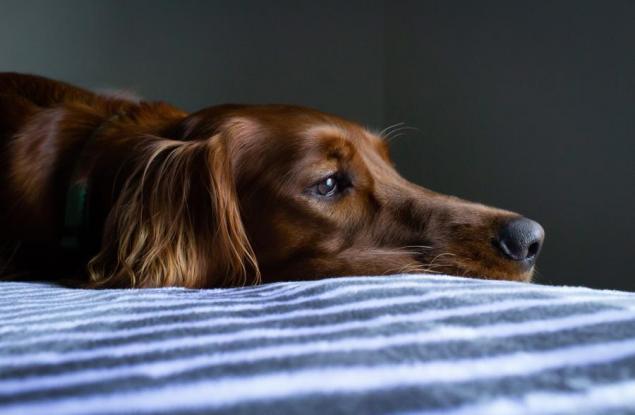 Кучетата, изглежда, наистина тъгуват за своите починали събратя