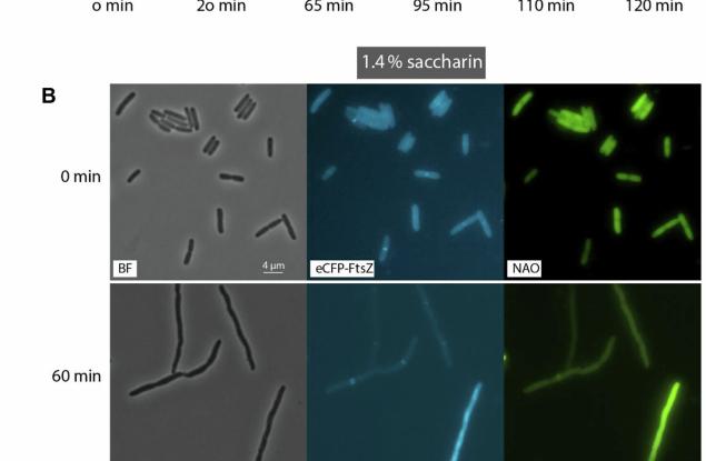 Захаринът показва изненадваща способност да преодолява антибиотичната резистентност