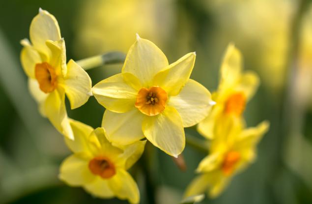 10 цветя, които е по-добре да не подарявате