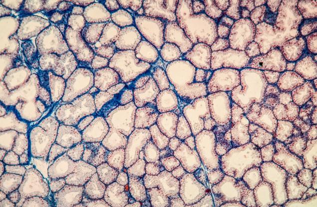 Учени създадоха слъзни жлези и ги разплакаха