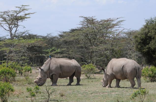 На Земята са останали само два судански бели носорога, но изкуствена яйцеклетка може да спаси вида
