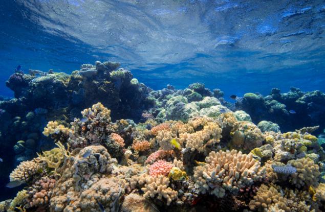 Все повече коралови рифове страдат от недостиг на кислород,