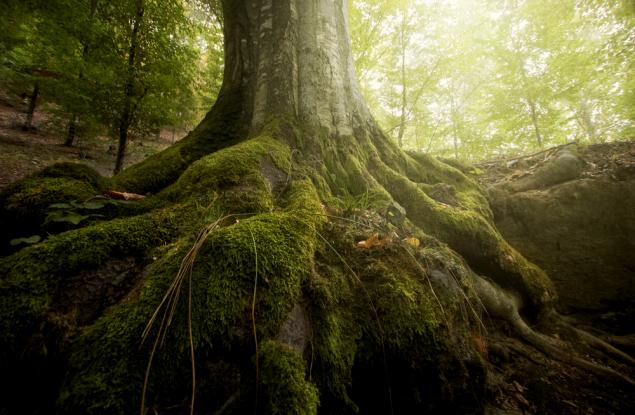 Три вековни дървета в Смолян и Харманли са обявени за защитени