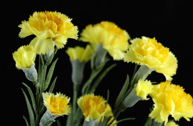 Езикът на цветята: 10 цветя с негативно значение